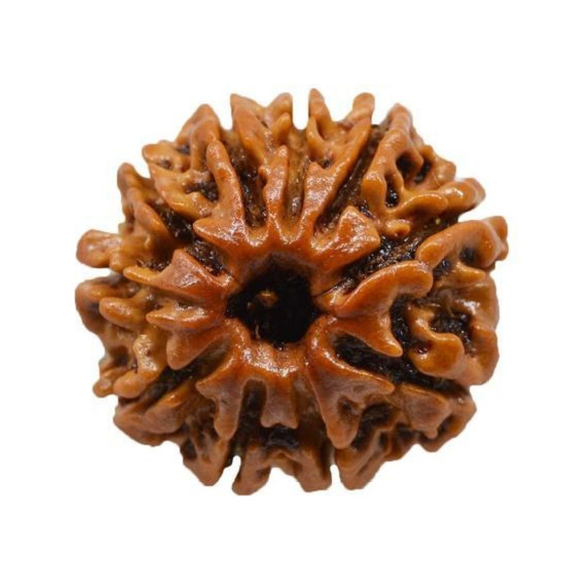10 Mukhi Rudraksha