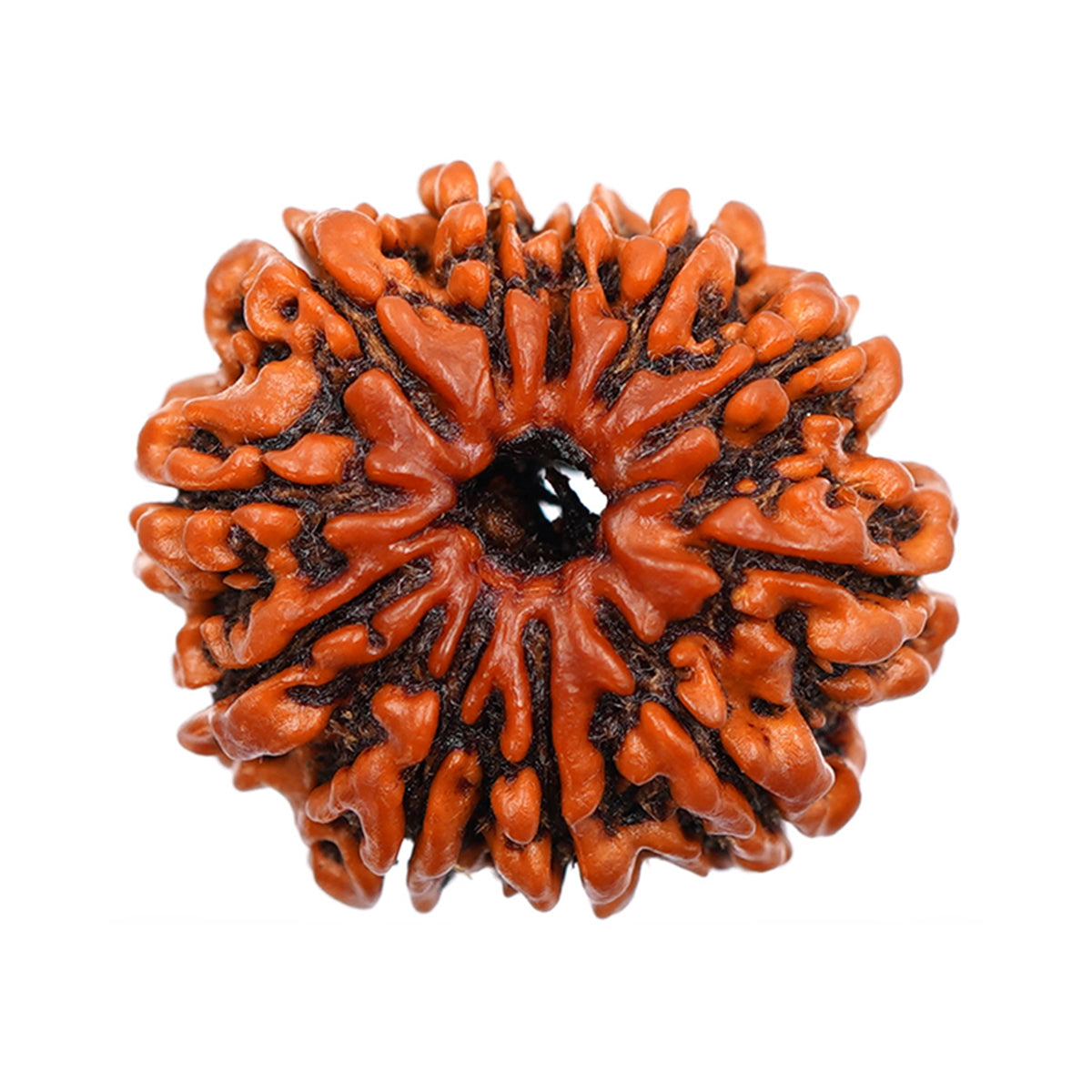 11 Mukhi Rudraksha