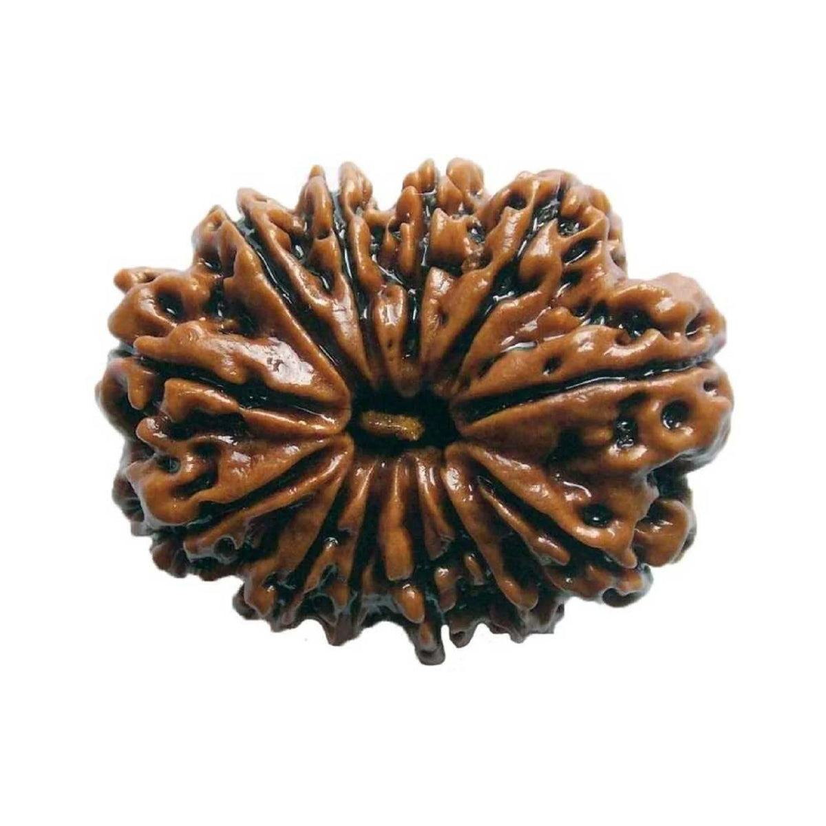 12 Mukhi Rudraksha