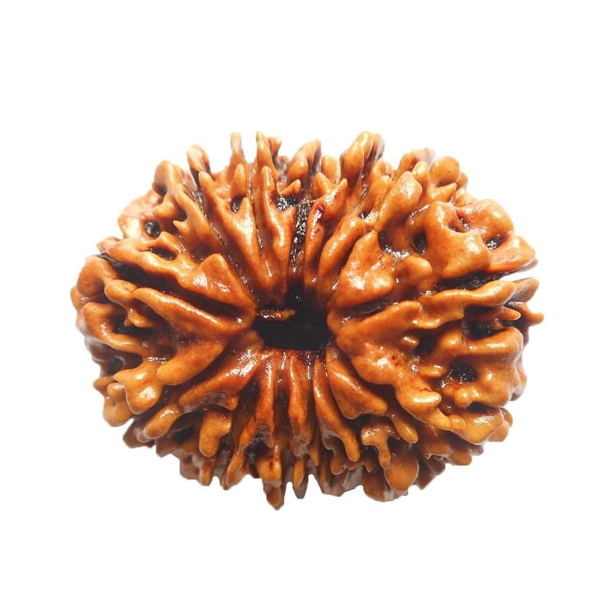 13 Mukhi Rudraksha