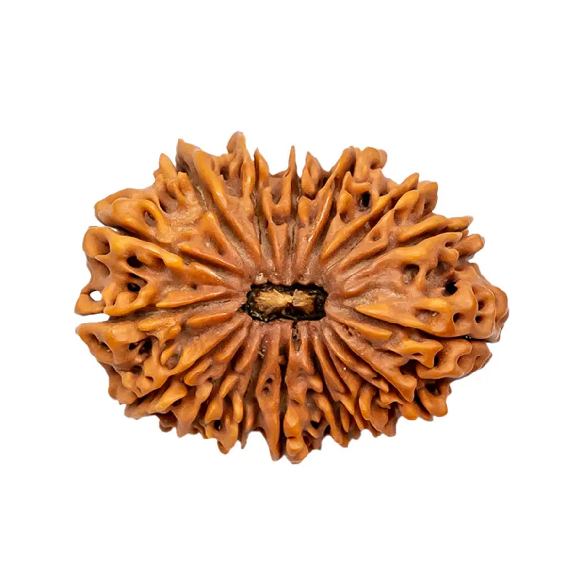 16 Mukhi Rudraksha