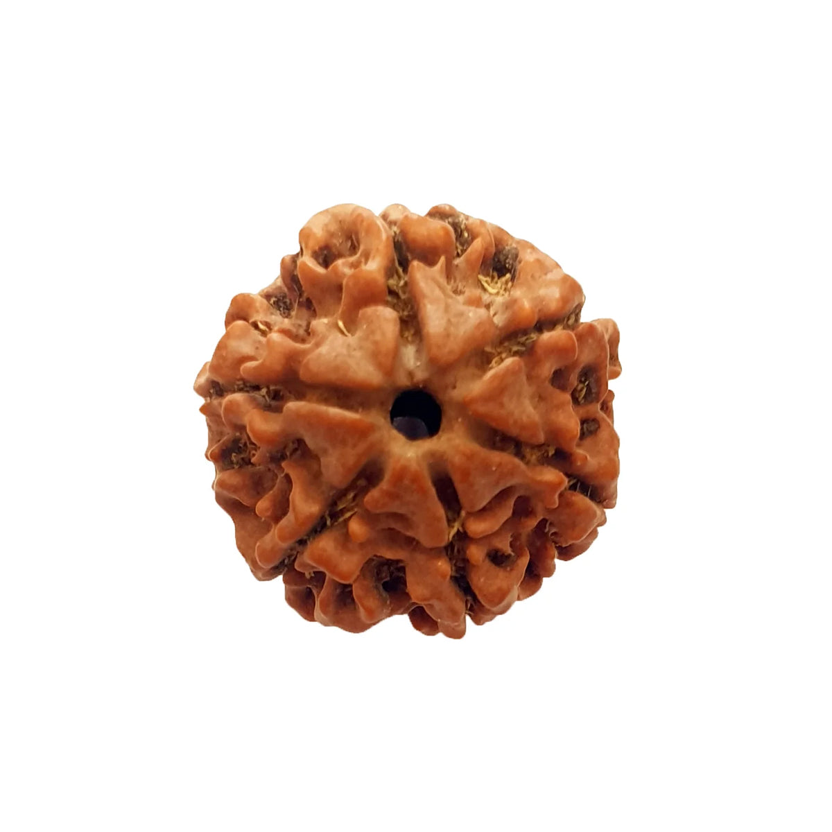 6 Mukhi Rudraksha