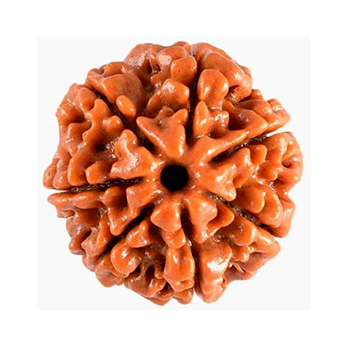 7 Mukhi Rudraksha