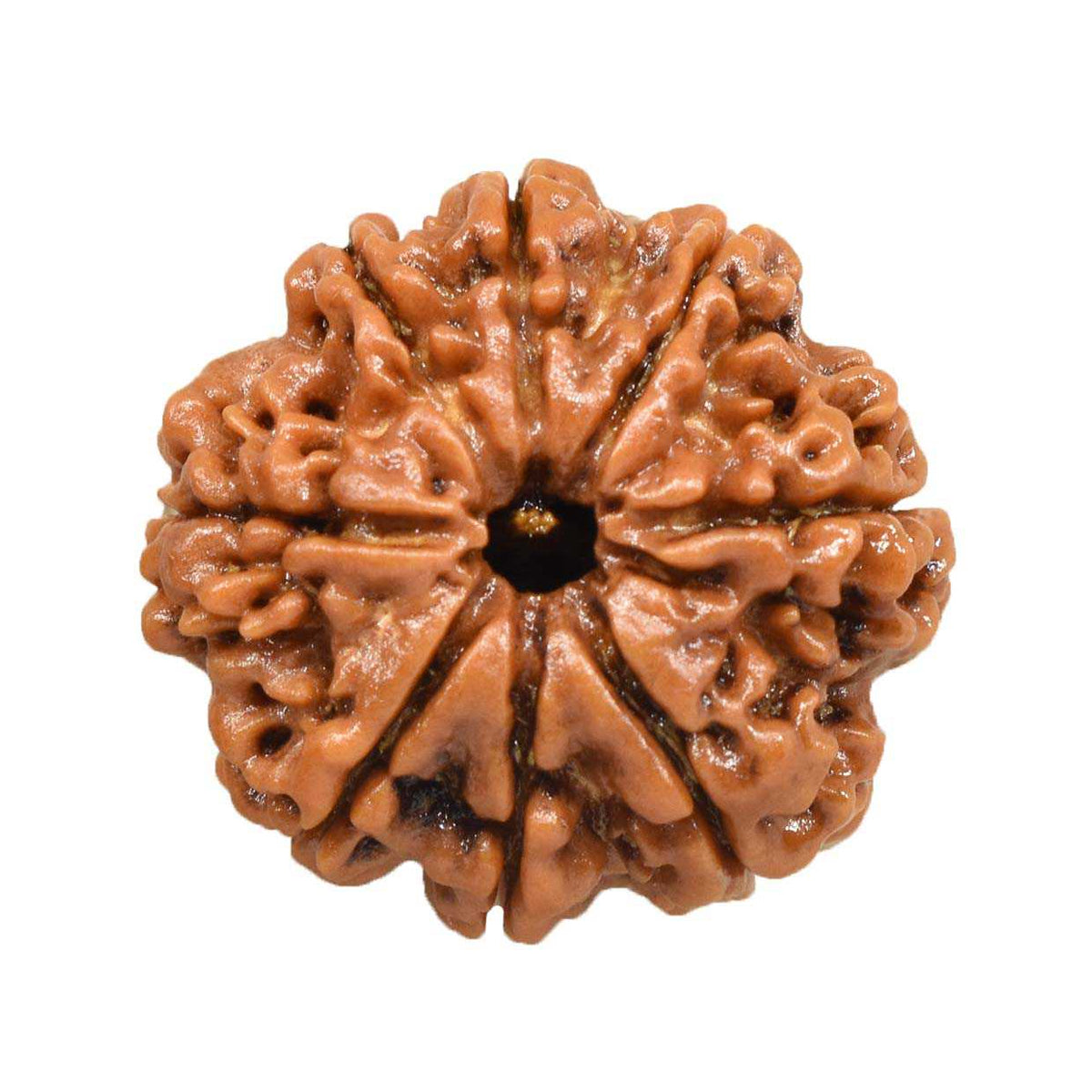8 Mukhi Rudraksha