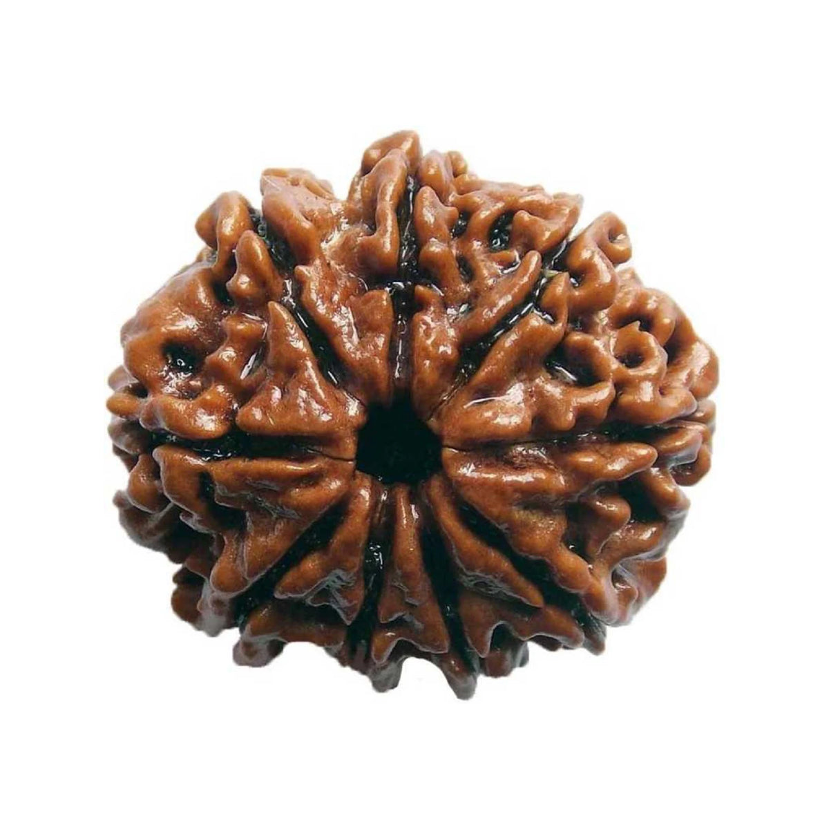 9 Mukhi Rudraksha