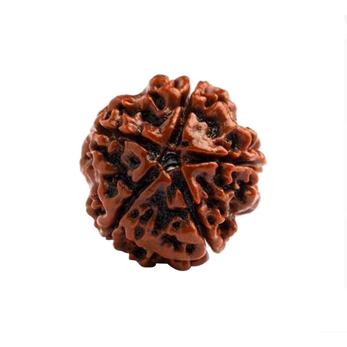 5 Mukhi Rudraksha