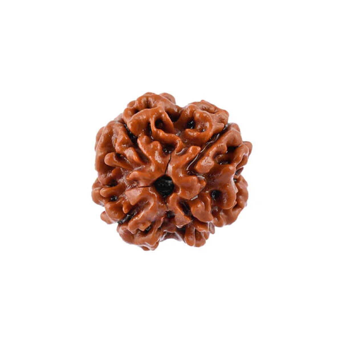 4 Mukhi Rudraksha