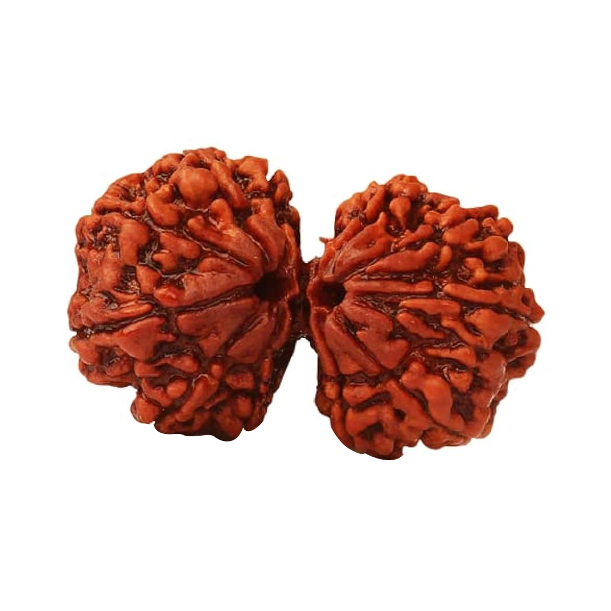 Gauri Shankar Rudraksha with Silver Locket
