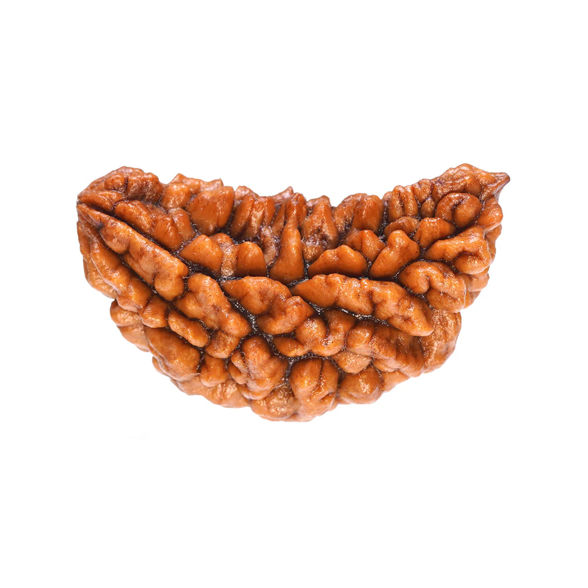 1 Mukhi Rudraksha