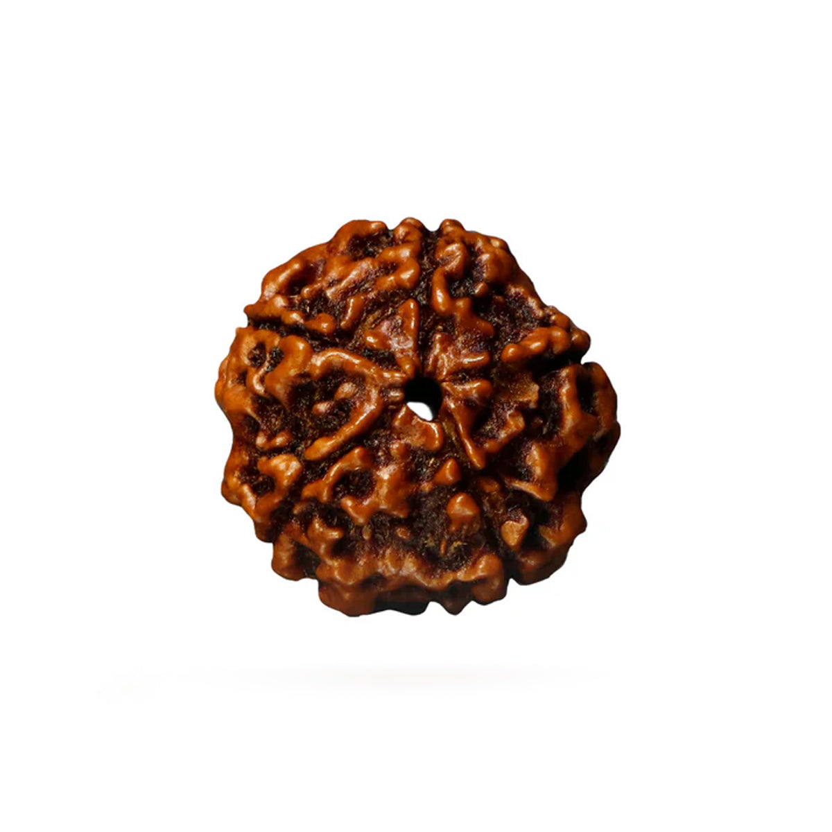 Rudraksha + Citrine Prosperity Bracelet