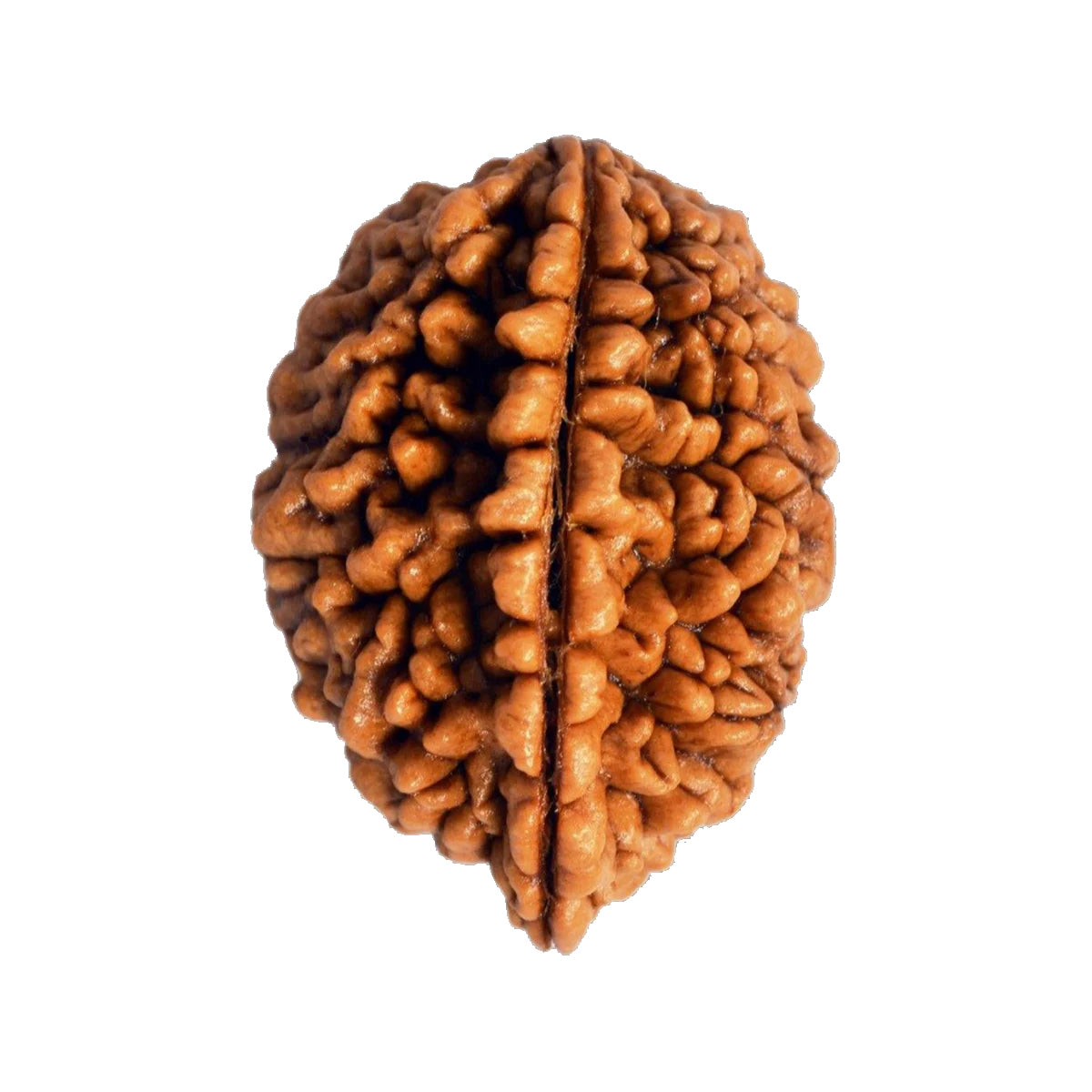 2 Mukhi Rudraksha