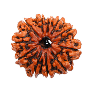 11 Mukhi Rudraksha