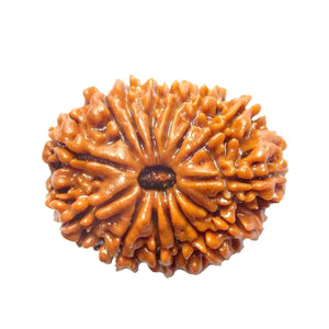 15 Mukhi Rudraksha